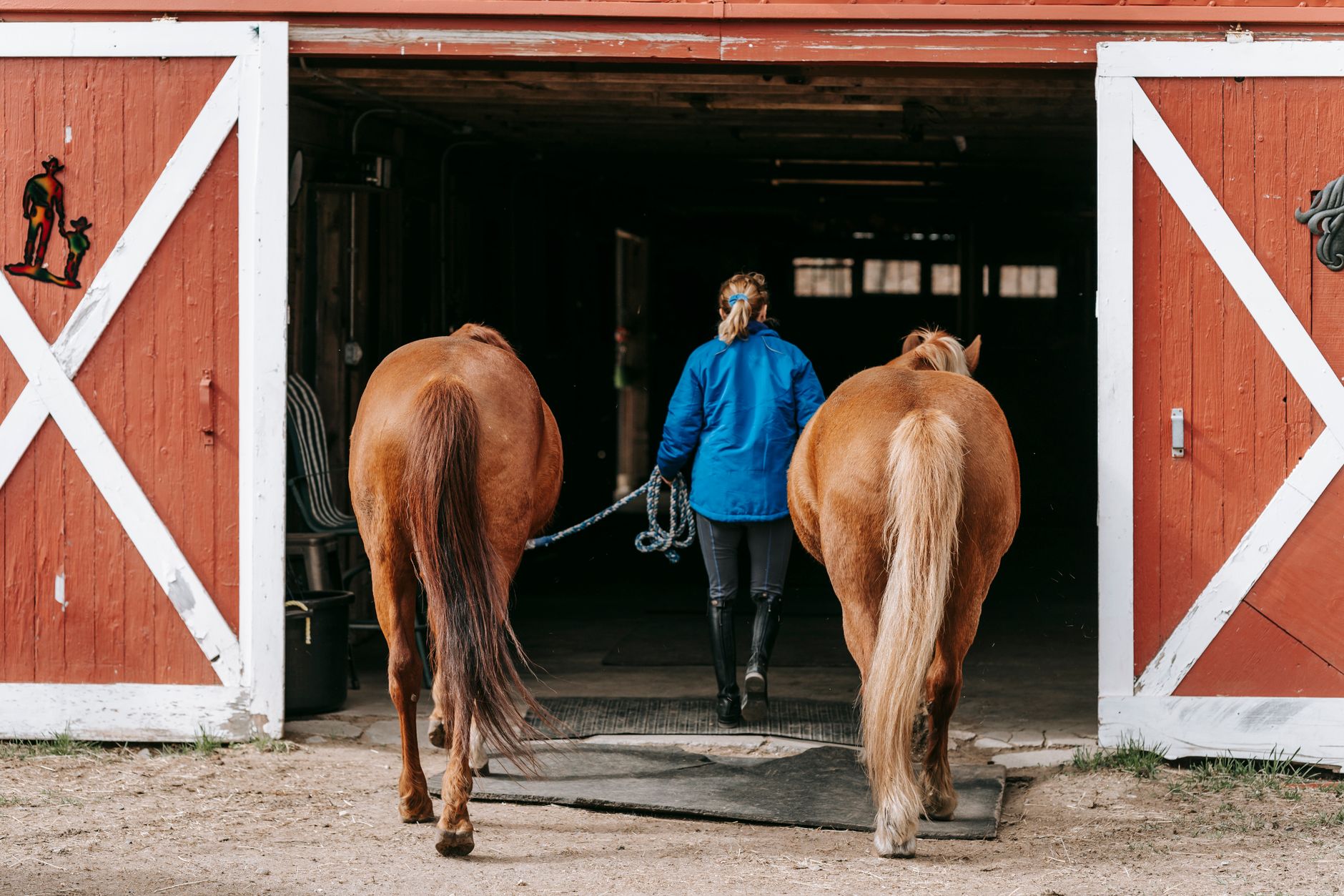 A barn manager leading two horses into a barn