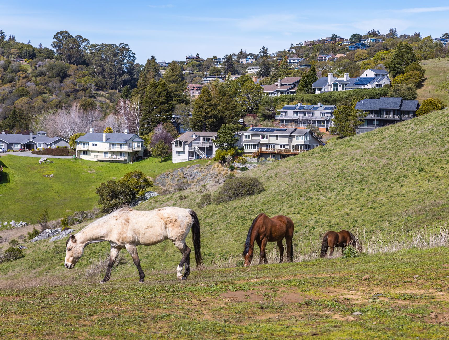 Horses grazing on a hillside estate