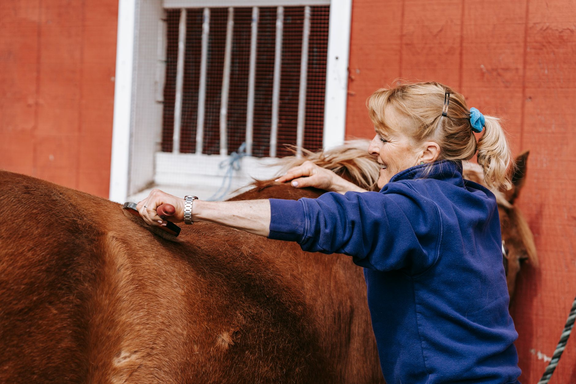 A groom brushing a horse outdoors